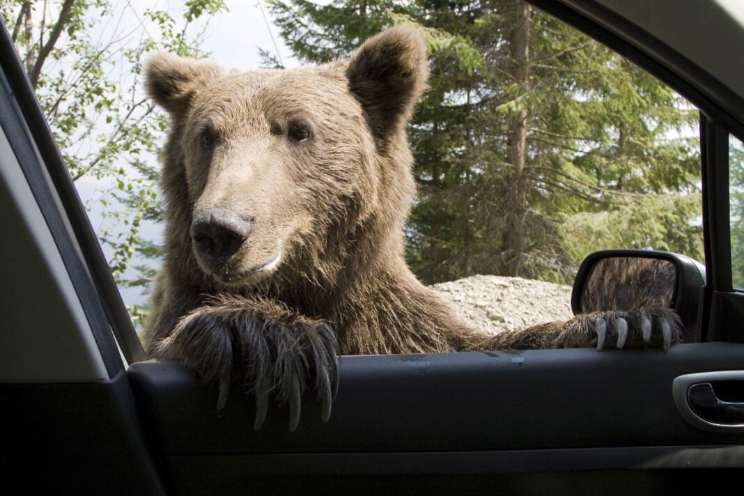 Brown bears claim for insurance