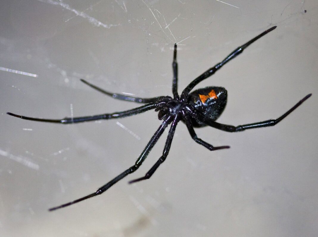 Black widow spiders in Spain – should you be worried?