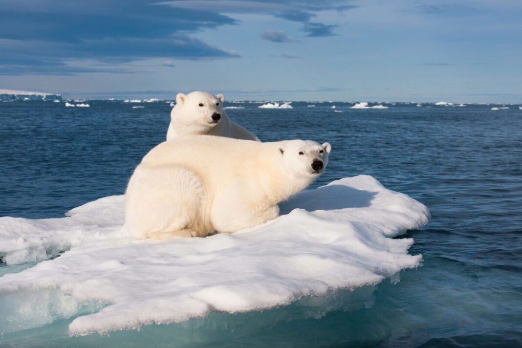 Revealed: World Wildlife Fund supports hunting polar bears