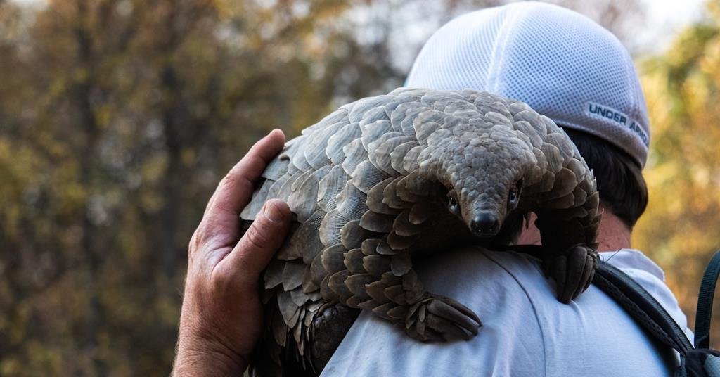 ‘Pangolin: Kulu’s Journey’ review: Rousing follow-up to Oscar winner ‘My Octopus Teacher’