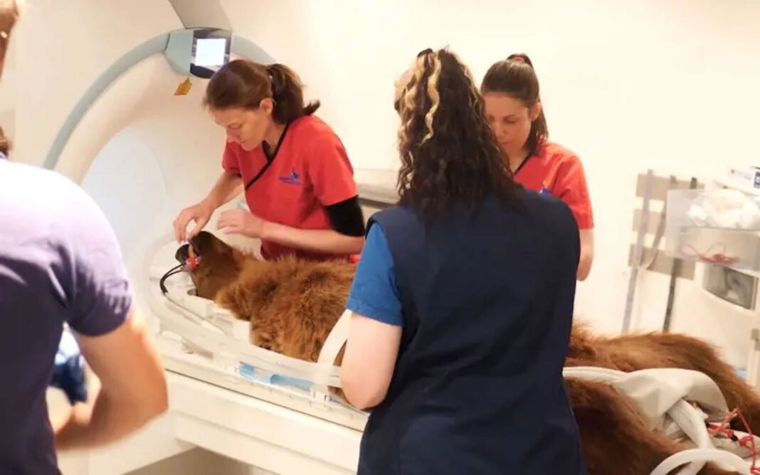 Boki the bear bounces back from brain surgery