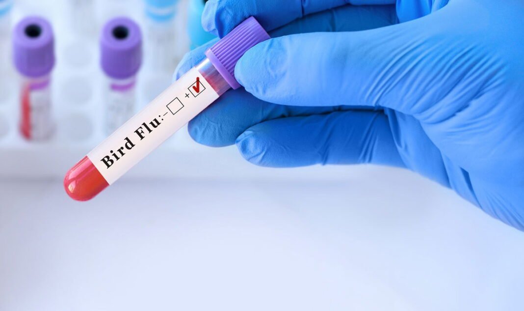 Bird flu fears grow as experts sound alarm over pandemic risk