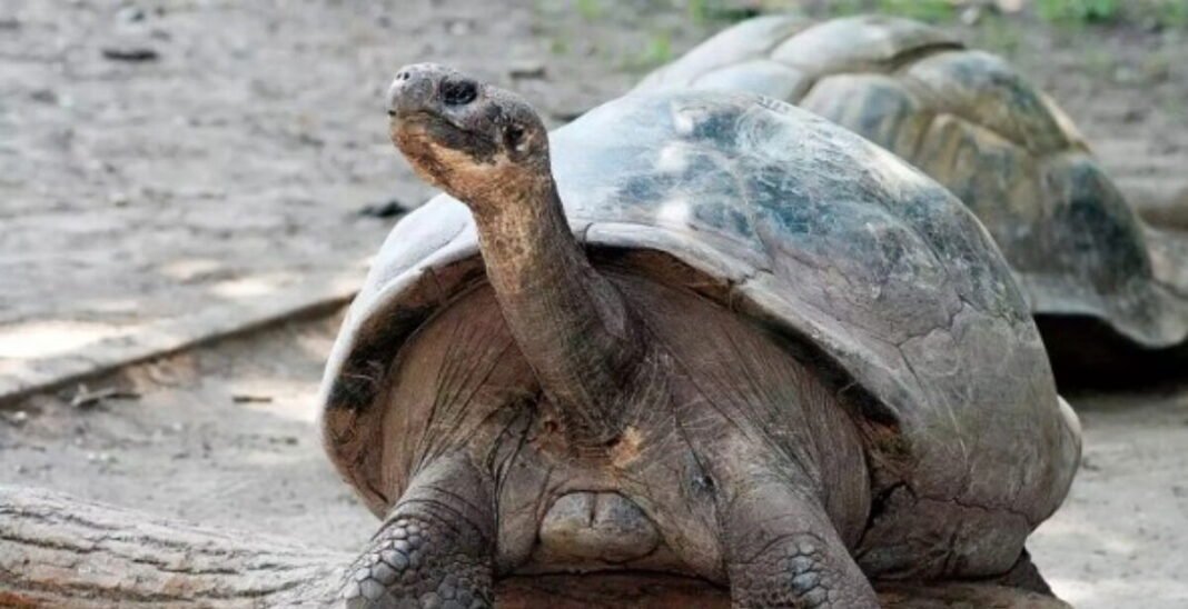 Miracle of Life: 97-Year-Old endangered tortoise gives birth