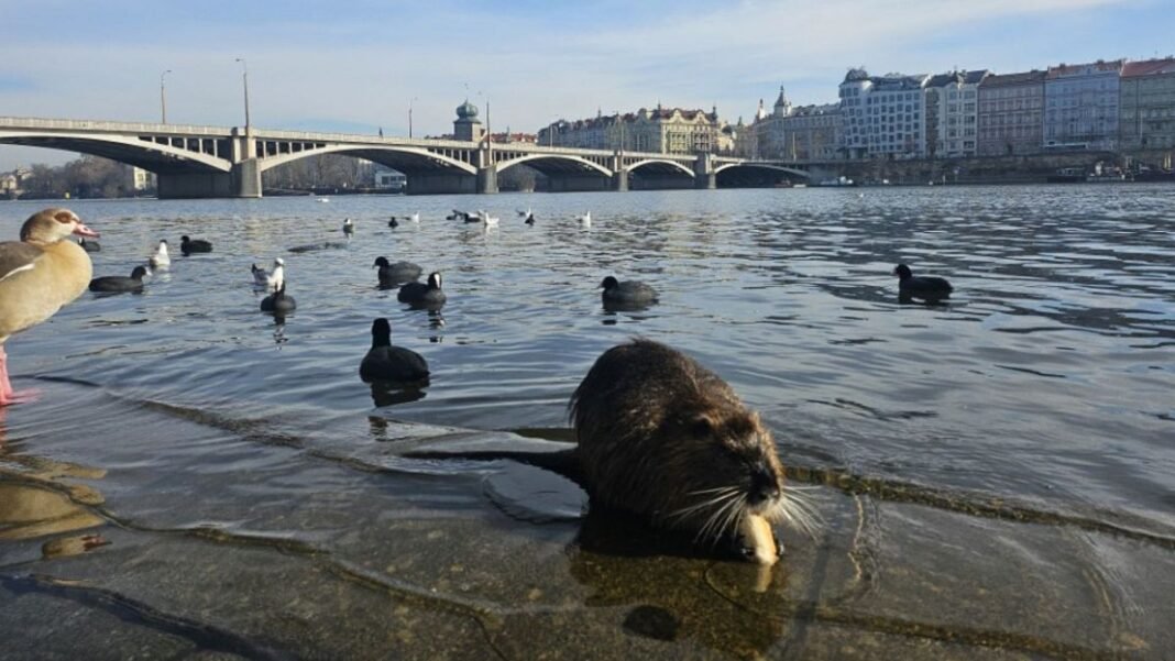 Has Europe’s ‘booziest’ city turned dry? Exploring Prague’s sober side