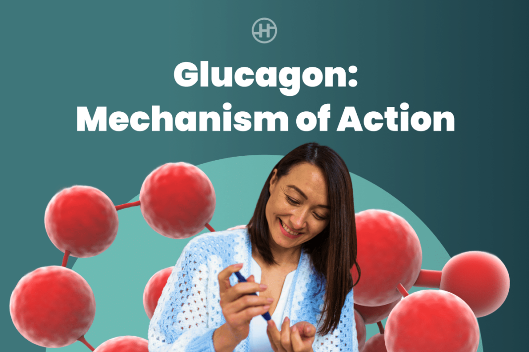 Glucagon Mechanism of Action: Understanding the Hormone That Regulates Blood Sugar