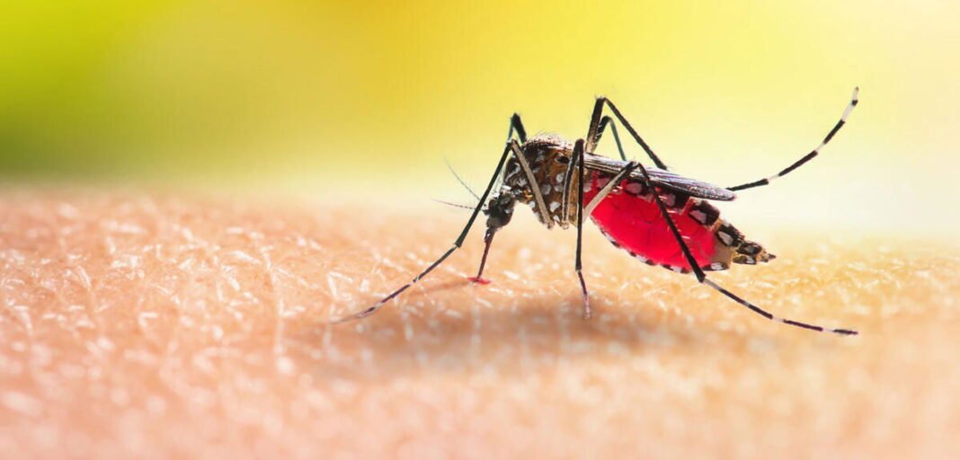 The worlds top 10 most dangerous animals