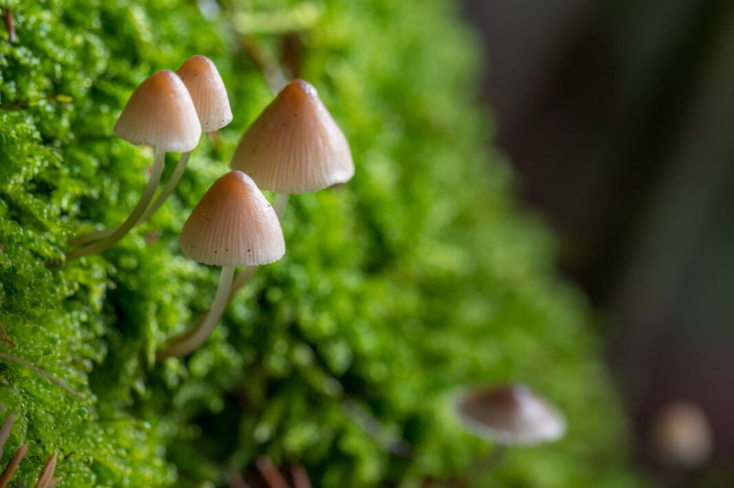 New Zealand to use ‘Magic Mushrooms’ to treat depression
