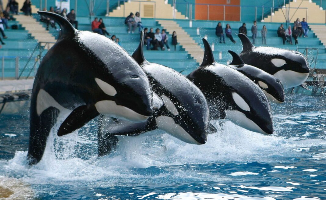 SeaWorlds Orca death toll reaches 45