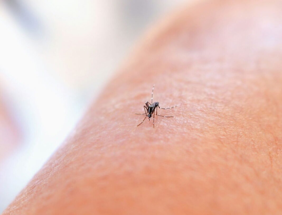 WHO urgently warns of chikungunya outbreak