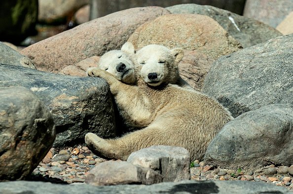 Denmark zoo asks people to donate their small pets as food for captive predators