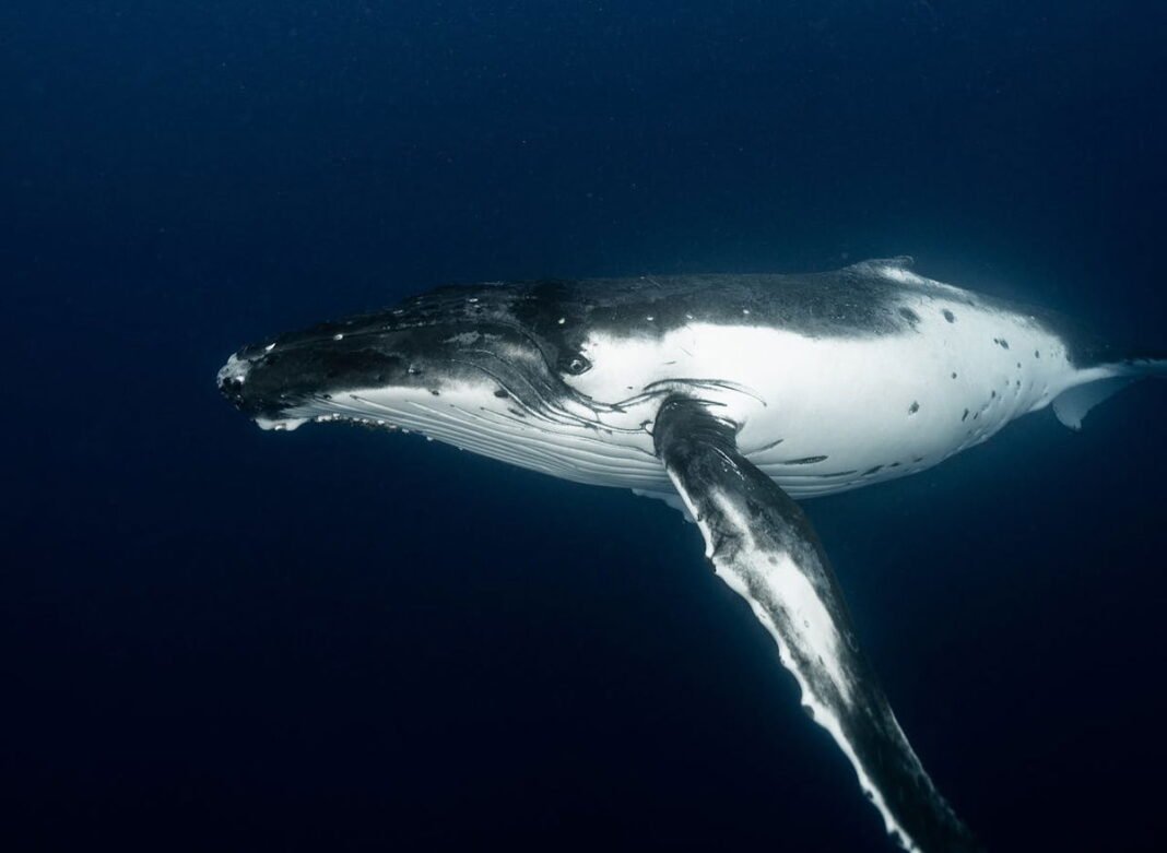 Blue whales are singing less – a red flag for our oceans